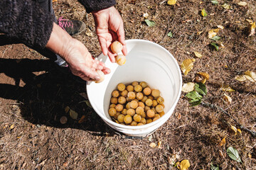 Unrecognizable senior farmer woman harvesting ripe plumps from the tree in the garden. Small farmer concept