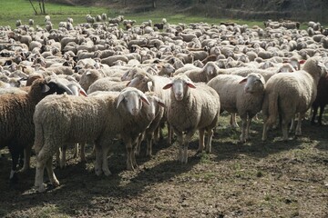 Schafherde auf Weide bei Sonne am Mittag im Frühling