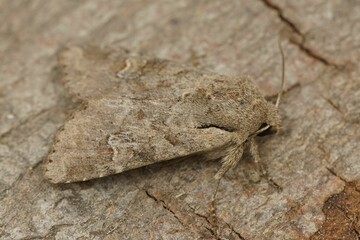 Closeup on the Rustic Shoulder-knot owlet moth, Apamea sordens sitting on wood