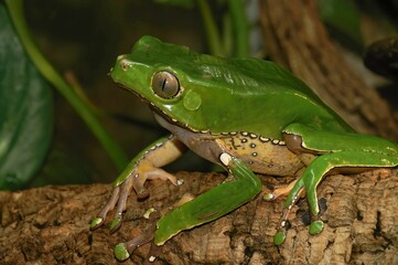 Closeup on a green colored Waxy monkey tree frog, Phylomedusa bicolor