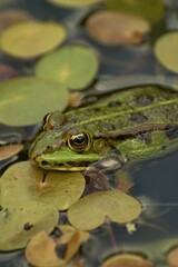 Vertical closeup on a European green frog, Pelophylax species, sitting in a pond