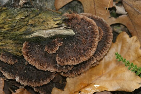 Closeup on a brown fruiting body of the Earthfan fungus, Thelephora terrestris, on the forest floor