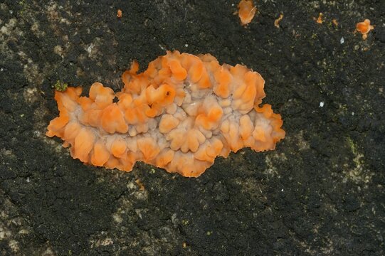 Closeup on the colorful wrinkled crust orange fungus, Phlebia radiata, on wood in the forest