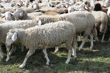 Große Schafherde auf Weide bei Sonne am Mittag im Frühling