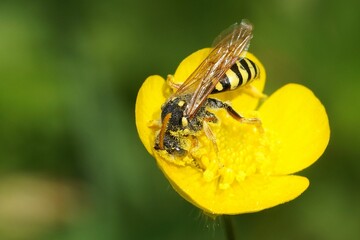 Closeup on a Marsham's nomad bee, Nomada marschamella in a yellow buttercup flower