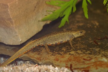 Closeup on an aquatic female Iberian newt, Lissotriton boscai underwater