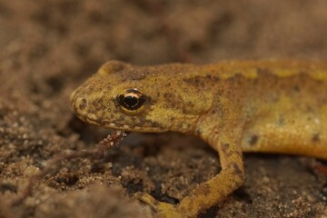 Closeup on an adult European Carpathian newt, Lissotriton montandoni sitting on the ground