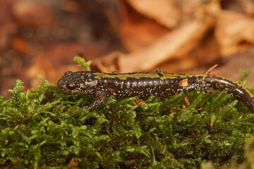 Obraz na płótnie Canvas Closeup on a juveile North American Longtoed salamander, Ambystoma macrodactylum