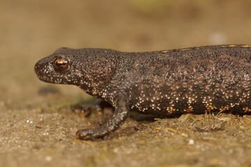 Closeup of a terrestrial Balkan crested newt, Triturus ivanbureshi