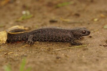 Closeup of a terrestrial Balkan crested newt, Triturus ivanbures