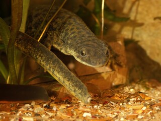 Closeup on an aquatic endangered algerian ribbed salamander, Pleurodeles nebulosus