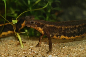 Closeup on the endangered Riu-Kiu sword-tailed fire-bellied newt, Cynops ensicauda ensicauda