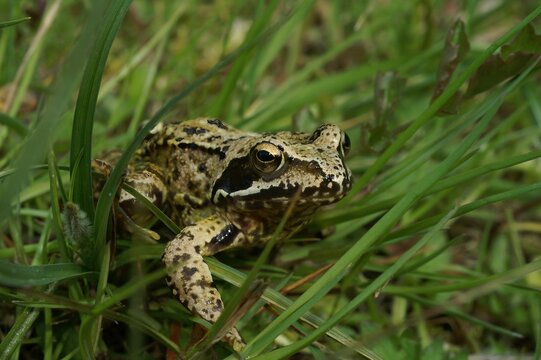 Closeup on the Iberian stream, frog (Rana iberica, sitting on the grass