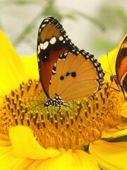 Closeup on colorful Danaus chrysippus, Plain Tiger or African Queen at the Butterfly garden, Knokke