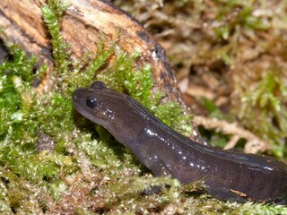 Closeup of an adult Ezo or Hokkaido salamander, Hynobius retardatus on green moss