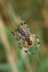 Vertical closeup on a hairy The Four Spot Orb Weaver, Araneus quadratus, crawling on a web