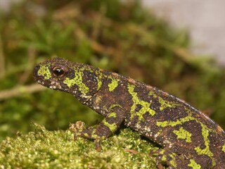 Closeup on the green French marbled newt, Triturus marmoratus sitting on moss