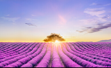 Lavender field at sunset Landscape © Armando Oliveira