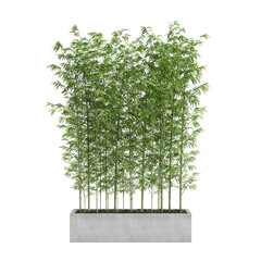 3d illustration of bamboo tree isolated on transparent background