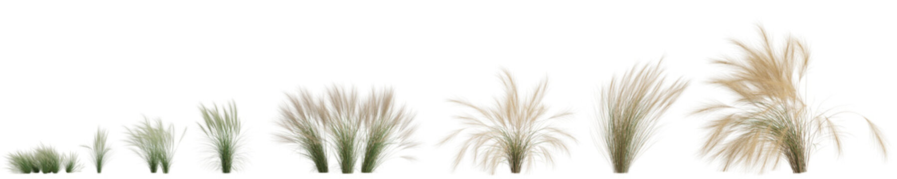 3d illustration of set nassella tenuissima grass isolated on transparent background