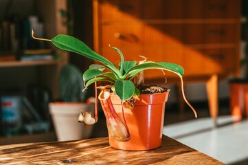 Close-up view of the Nepenthes alata plant's green leaves in a flowerpot