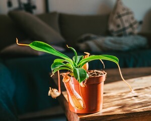 Close-up view of the Nepenthes alata plant in a flowerpot under the sunlight