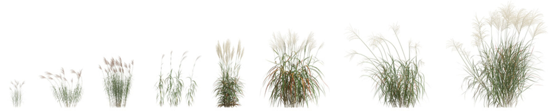 3d illustration of set miscanthus sacchariflorus grass isolated on transparent background
