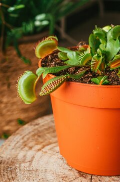 Close-up vertical view of a Venus flytrap plant in a flowerpot