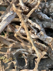 old tree branch,home decor wood,tree branch