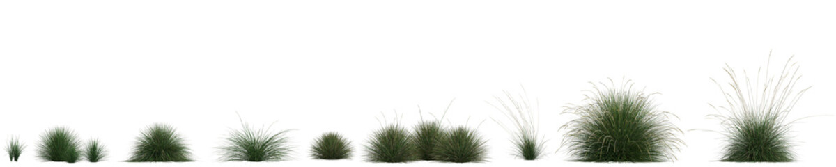 3d illustration of set festuca mairei grass isolated on transparent background