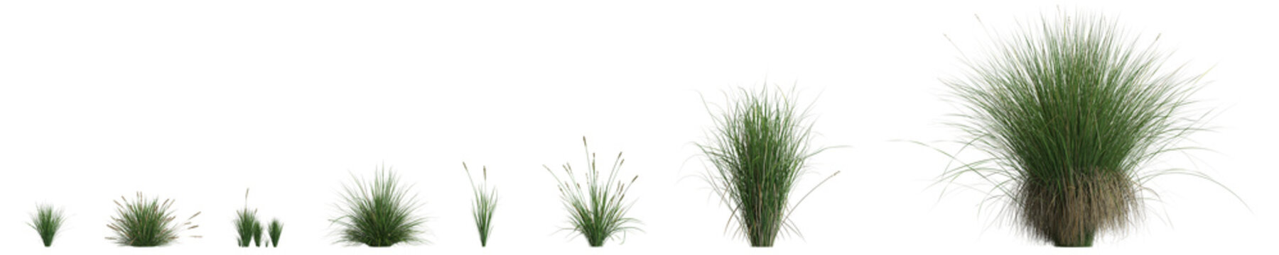 3d illustration of set carex appressa grass isolated on transparent background