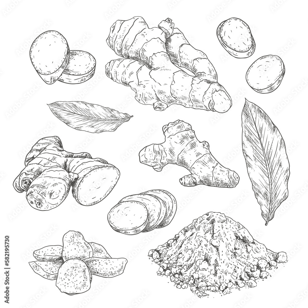 Sticker hand drawn ginger root. set sketches with whole and sliced ginger, leaves, dried ginger and powder. 