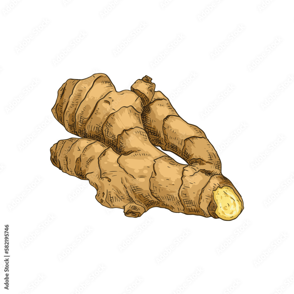 Wall mural Hand drawn ginger root. Isolated sketch on white background. Vector illustration.