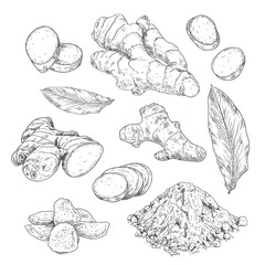 Hand drawn ginger root. Set sketches with whole and sliced ginger, leaves, dried ginger and powder. Vector illustration isolated on white background.