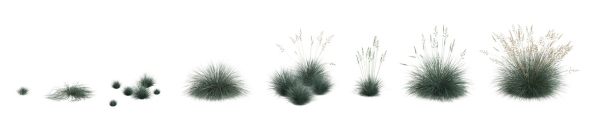 3d illustration of set festuca glauca grass isolated on transparent background, human eye angle