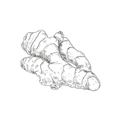 Hand drawn ginger root. Isolated sketch on white background. Vector illustration.