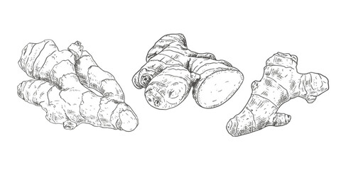 Hand drawn fresh whole ginger root and cut. View from different angles. Vector illustration isolated on white background.