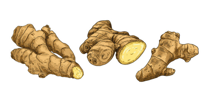 Hand drawn fresh whole ginger root and cut. View from different angles. Vector illustration isolated on white background.