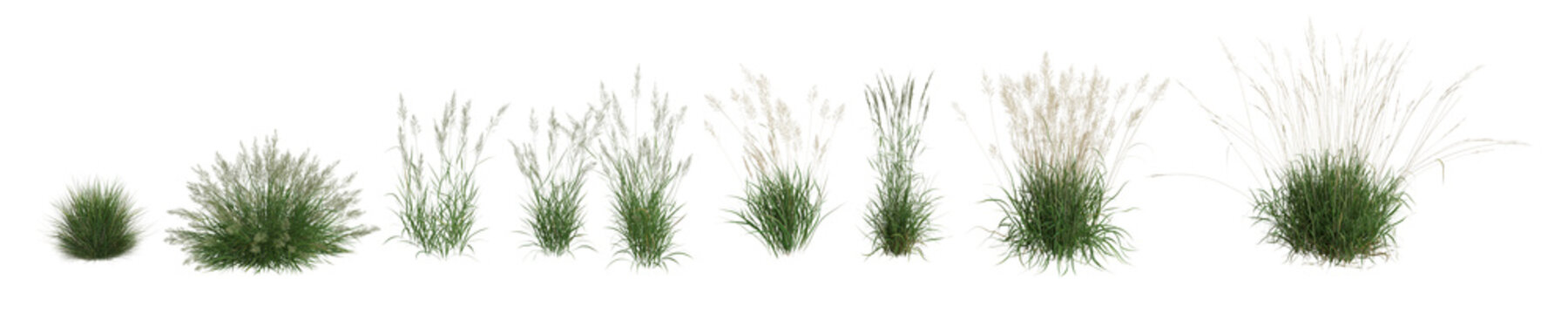 3d illustration of set calamagrostis arundinacea grass isolated on transparent background, human eye angle