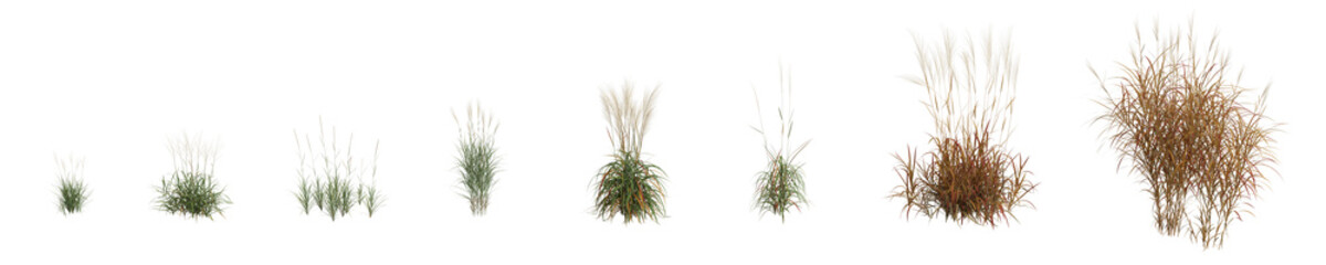 3d illustration of set miscanthus purpurascens grass isolated on transparent background, human eye angle