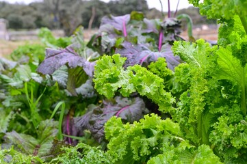 Large group of green and purple kale plants in an outdoor garden.