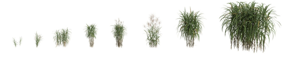 3d illustration of set miscanthus giganteus grass isolated on transparent background, human eye angle