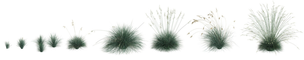 3d illustration of set helictotrichon sempervirens grass isolated on transparent background, human eye angle
