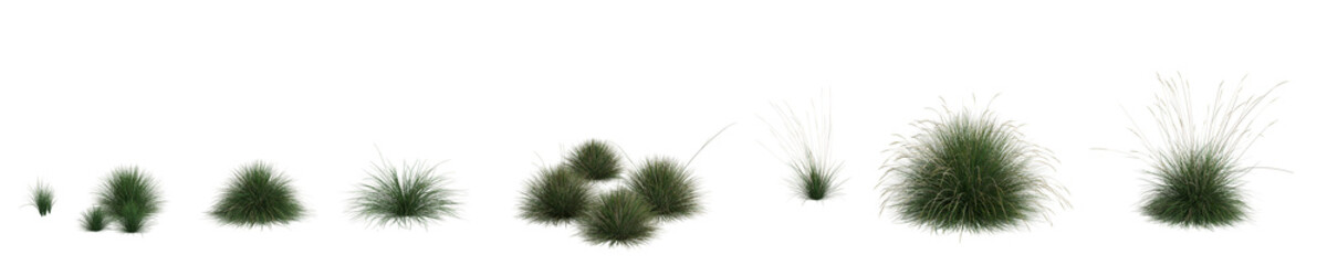 3d illustration of set festuca mairei grass isolated on transparent background, human eye angle
