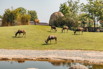 Group of blesboks grazing in the zoo. Cumiana, Turin, Italy.