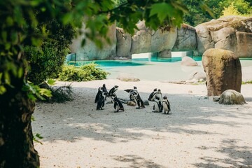 Group of African penguins, Spheniscus demersus in the zoo. Cumiana, Turin, Italy.