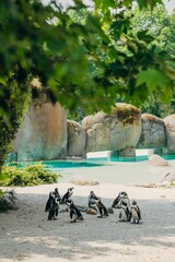 Vertical shot of a group of African penguins, Spheniscus demersus in the zoo. Cumiana, Turin, Italy.