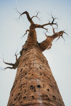 Vertical low-angle shot of a giant baobab. Cumiana, Turin, Italy.