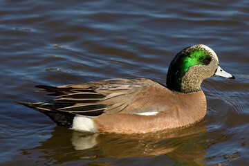 A beautiful American Wigeon (Male) on a winter morning.  The male has a mask of green feathers around its eyes and a cream-colored cap running from the crown of his head to his pale blue bill.