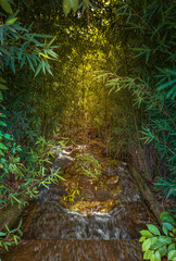 bamboo forest in the morning with sunlight across the leaves and small river path plants green cold woods